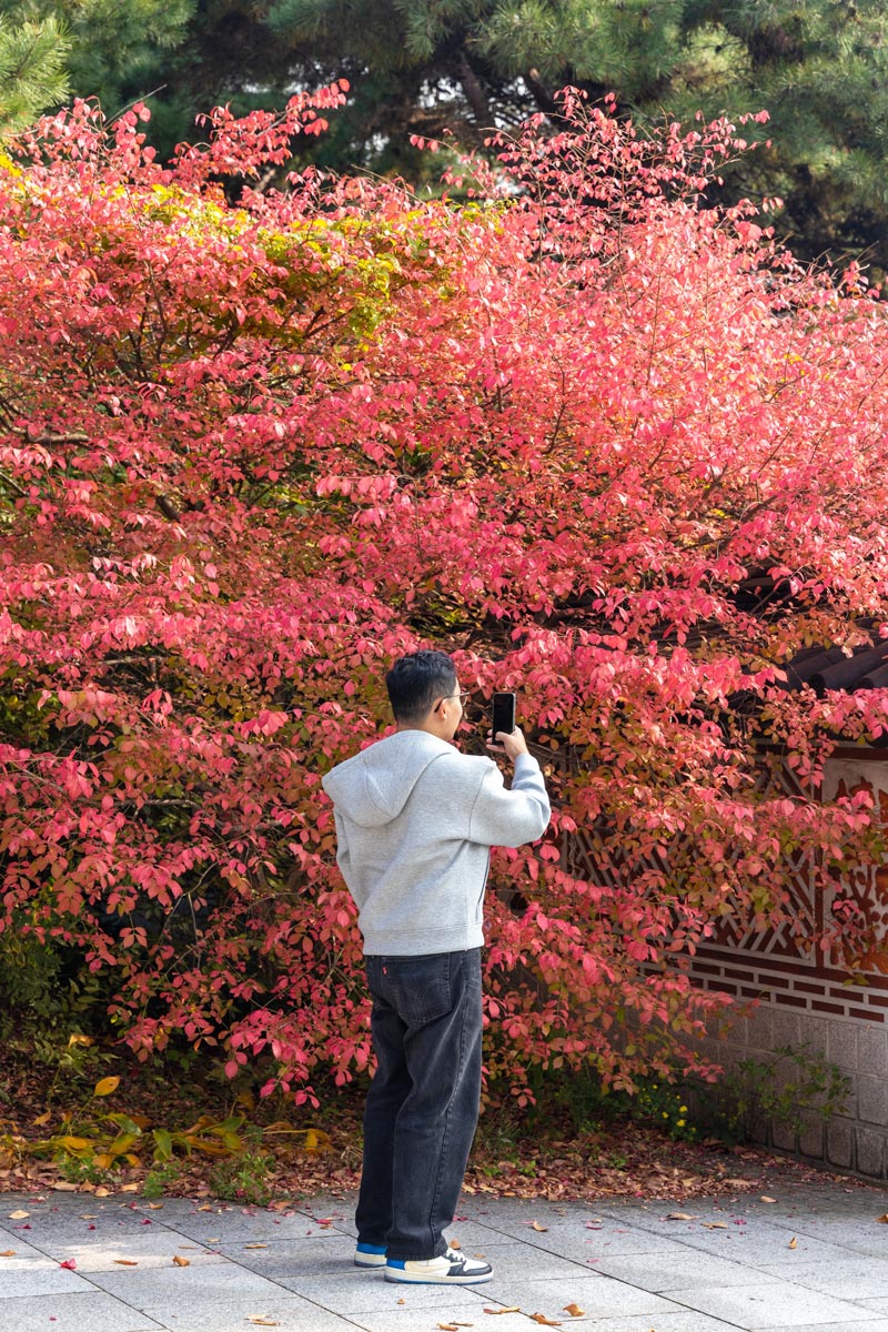 สวนรอบ National Museum of Korea ช่วงใบไม้เปลี่ยนสี