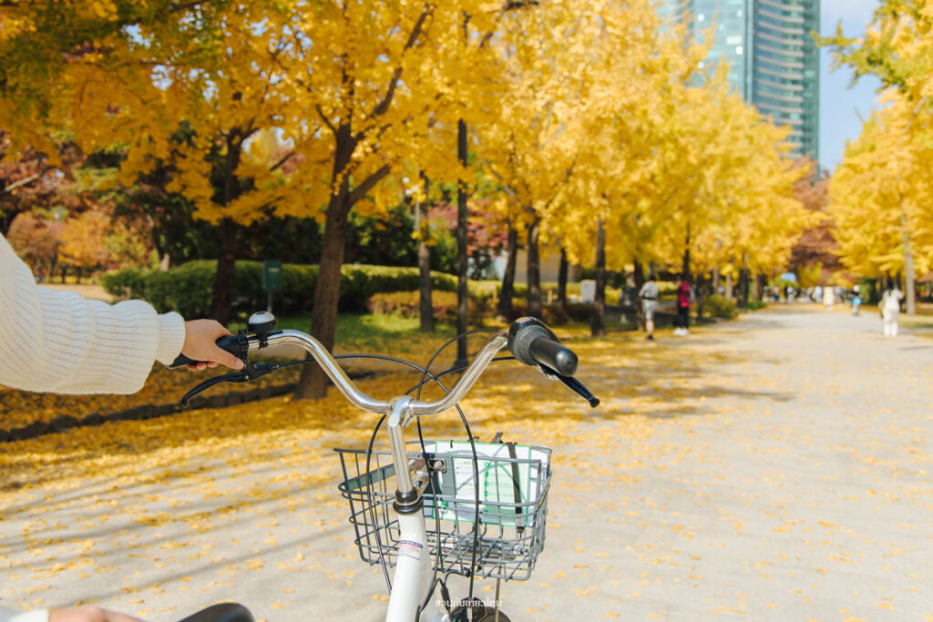 Seoul Forest Park ช่วงใบไม้เปลี่ยนสีในโซล
