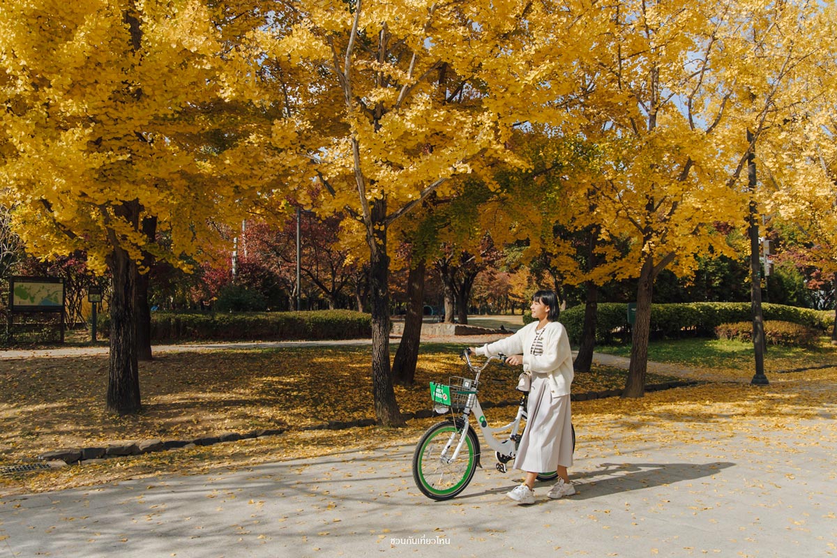 จักรยานให้เช่าแถว Seoul Forest Park ช่วงใบไม้เปลี่ยนสีในโซล