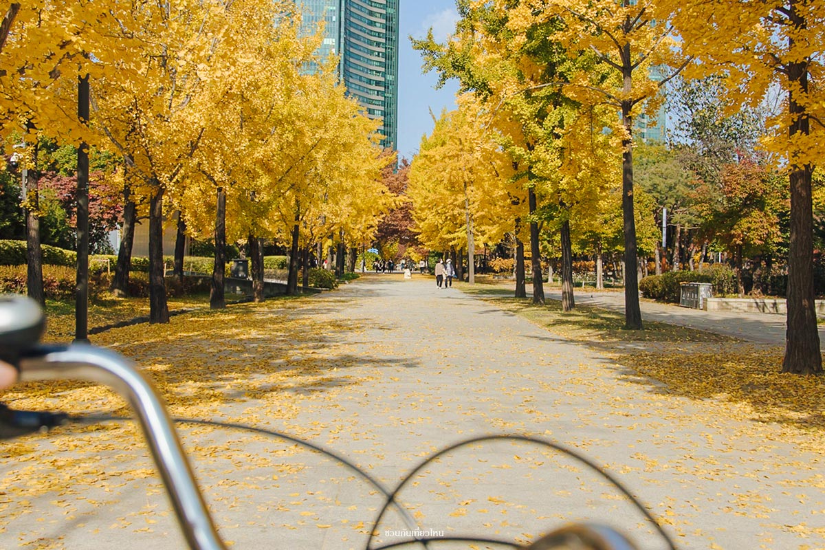 อุโมงค์ต้นไม้ใน Seoul Forest Park