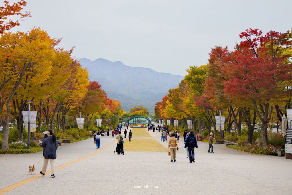ทางเดินชมธรรมชาติใน Seoul Grand Park
