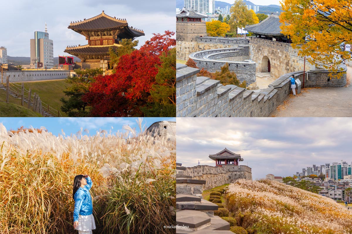 กำแพงเมืองโบราณป้อมฮวาซองที่เมืองซูวอน ล้อมรอบด้วยต้นไม้สลับสีส้มแดงเหลืองช่วงฤดูใบไม้ร่วง