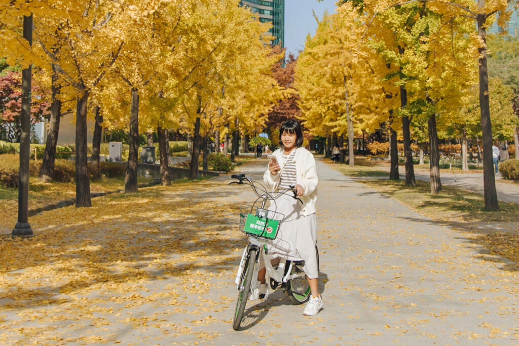 ทิวต้นกิงโกะหรือต้นแปะก๊วยเปลี่ยนเป็นสีเหลืองทองเรียงรายเป็นแถวสวยงามที่สวน Seoul Forest Park