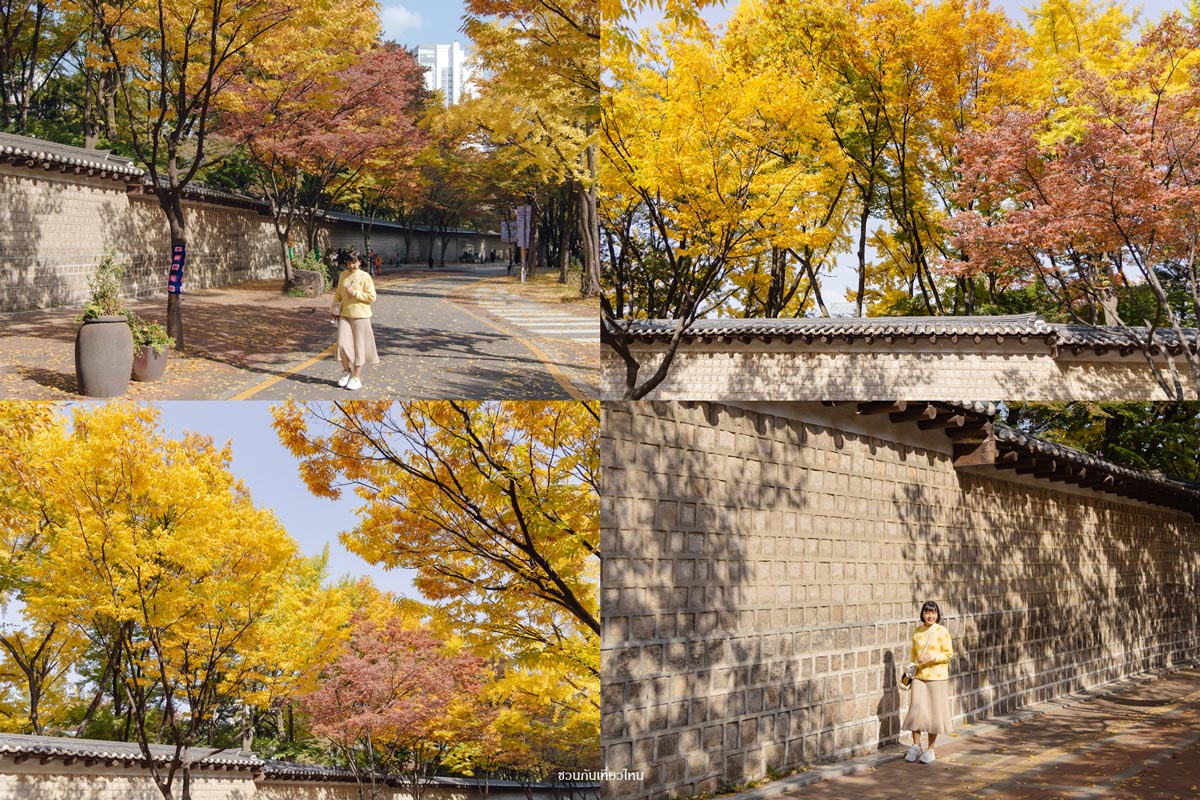 แปะก๊วยสีเหลืองทองริมกำแพงหินพระราชวังด็อกซูกุงเกาหลีช่วงใบไม้เปลี่ยนสี
