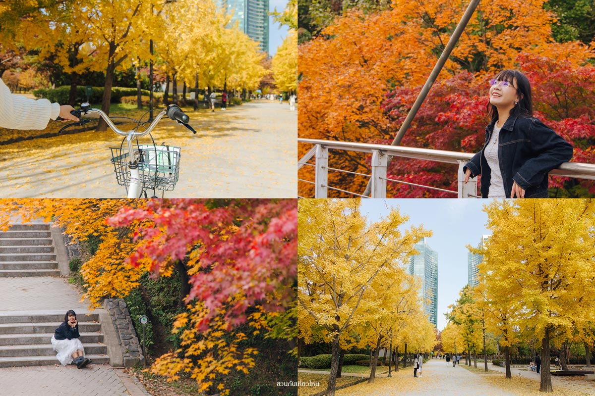 อุโมงค์ต้นแปะก๊วยสีเหลืองอร่ามในสวนสาธารณะโซลฟอเรสต์ช่วงใบไม้ร่วง
Caption: